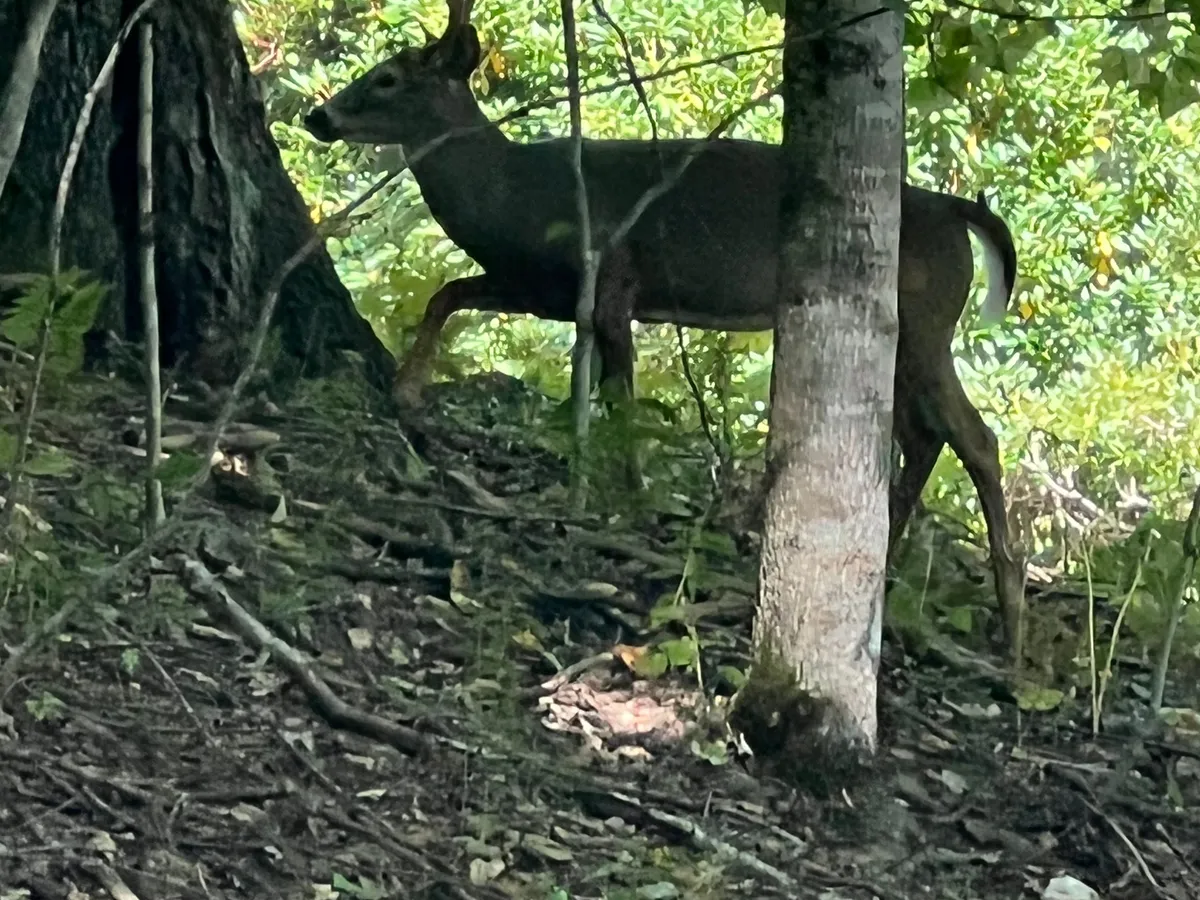 A peaceful woodland scene featuring deer amidst trees and undergrowth, hinting at the rich wildlife and immersive nature experiences available on the property. The setting is serene and invites quiet observation or photography.